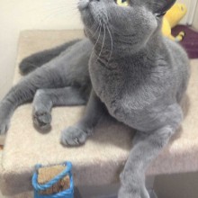 Cattery