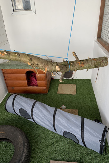 Cattery