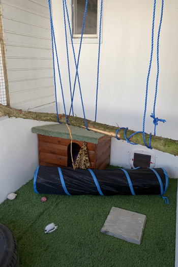 Our Cattery Facilities